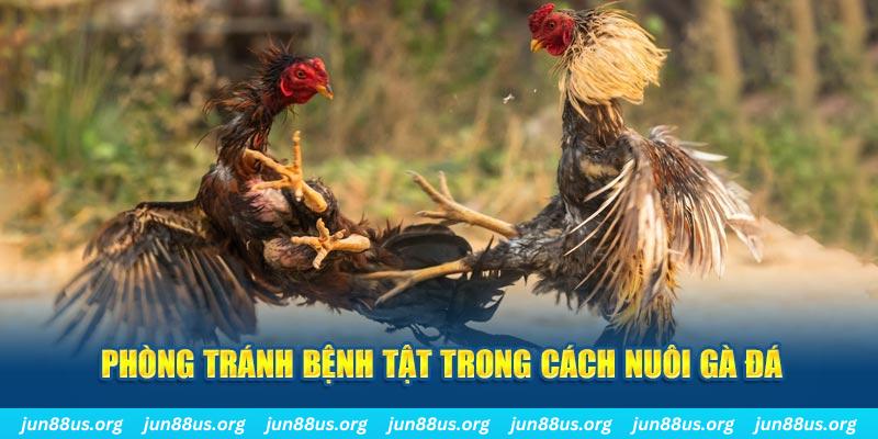 video game natural” trong baccarat nghĩa là gì？